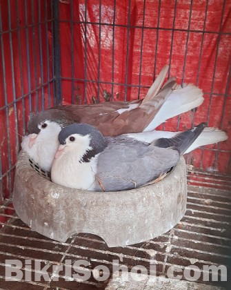 লাহোরি কবুতর রানিং জোড়া